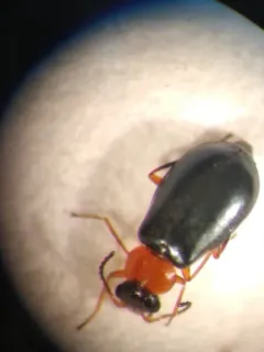 Bicoloured Soft-winged Flower Beetle thumbnail 2