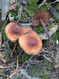 Gymnopus alkalivirens thumbnail 2