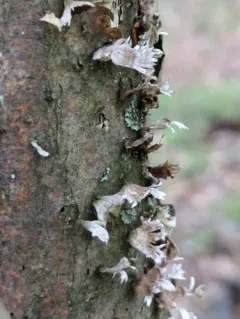 silky parchment thumbnail 2