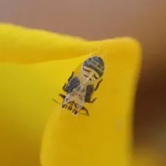 Broom psyllid thumbnail 4