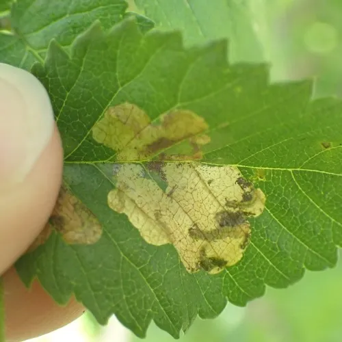 Elm Leafminer