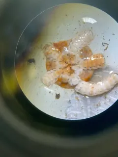 Notched Brittle Star thumbnail 2