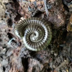 Black Round Millipede thumbnail 1