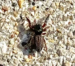 Four-lined Slender Jumping Spider thumbnail 2