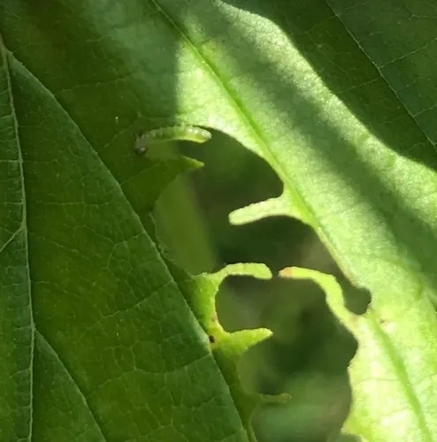 Elm Zigzag Sawfly
