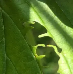 Elm Zigzag Sawfly thumbnail 1