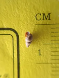 New Zealand Mudsnail thumbnail 2