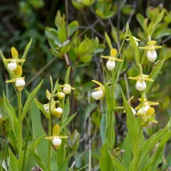 California Lady's Slipper thumbnail 2