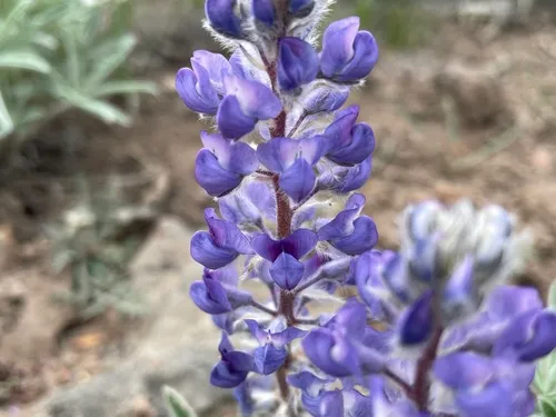 Nevada lupine