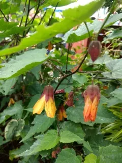Trailing abutilon thumbnail 4