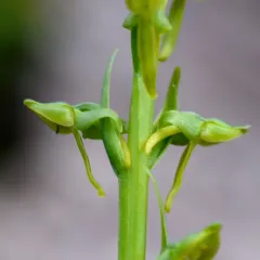 sparse-flowered bog orchid thumbnail 2