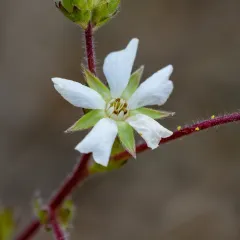 howell's horkelia thumbnail 1