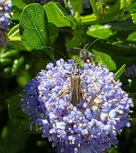 Callimoxys fuscipennis