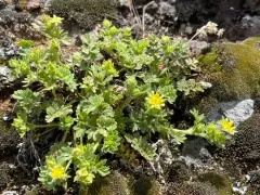 Bailey's Ivesia thumbnail 2