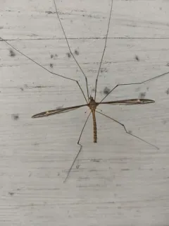 Tipula caloptera thumbnail 2
