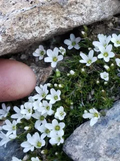 twin sisters sandwort thumbnail 2