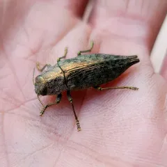Flat-headed Hardwood Borer thumbnail 2