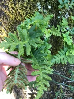 California Polypody thumbnail 3