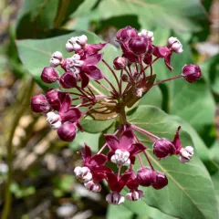 heart-leaf milkweed thumbnail 2
