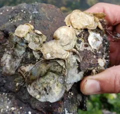Olympia Oyster thumbnail 2