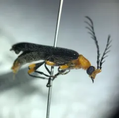 Thighed Fire-colored Beetle thumbnail 1