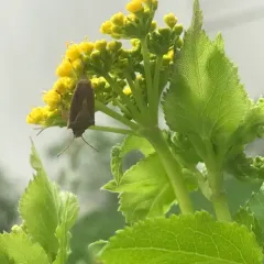 Rice Stink Bug thumbnail 2