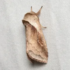 Cattail Borer Moth thumbnail 3