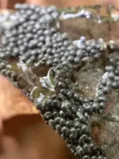 Diderma spumarioides thumbnail 1