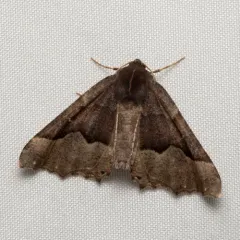 Honest Pero Moth thumbnail 2