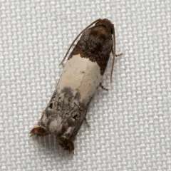 Goldenrod Gall Moth thumbnail 4