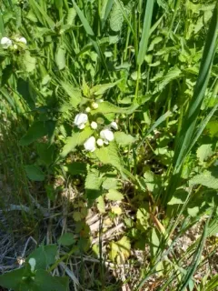 White deadnettle thumbnail 3