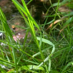 Rough Meadow-grass thumbnail 2