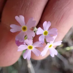 Mistassini Primrose thumbnail 2