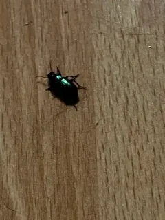Blue Dock Beetle thumbnail 1