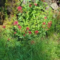 Red Valerian thumbnail 3