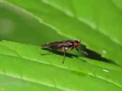 Anticheta melanosoma thumbnail 2