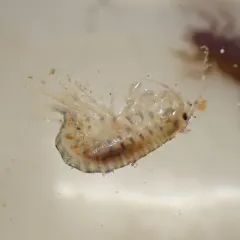 Gammarus fasciatus thumbnail 2