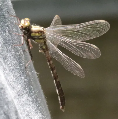 Northern Pygmy Clubtail