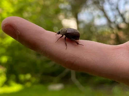 Hoplia sackenii