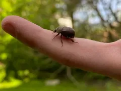 Hoplia sackenii thumbnail 1