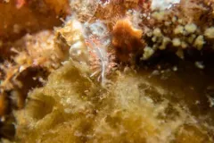 Red Sparkly Aeolid thumbnail 2