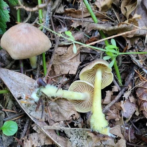 Wood Woolly-foot
