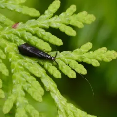 Black Dancer Caddisfly thumbnail 4