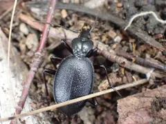 Relic Snail-eating Beetle thumbnail 1