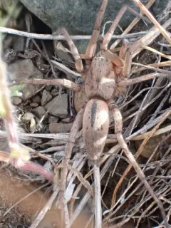 Drassodes saccatus thumbnail 2