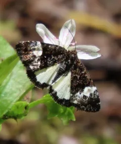White Annaphila thumbnail 1