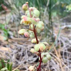 Toothed Wintergreen thumbnail 2