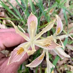 yellowleaf iris thumbnail 2