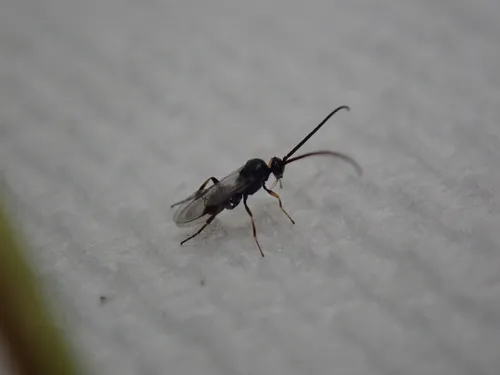 Cotesia melanoscela