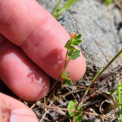Short-flower Deervetch